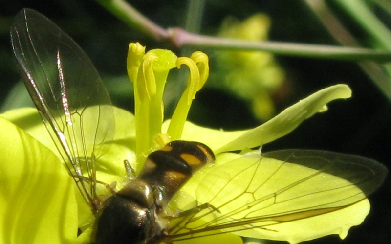 Eupeodes latifasciatus ?